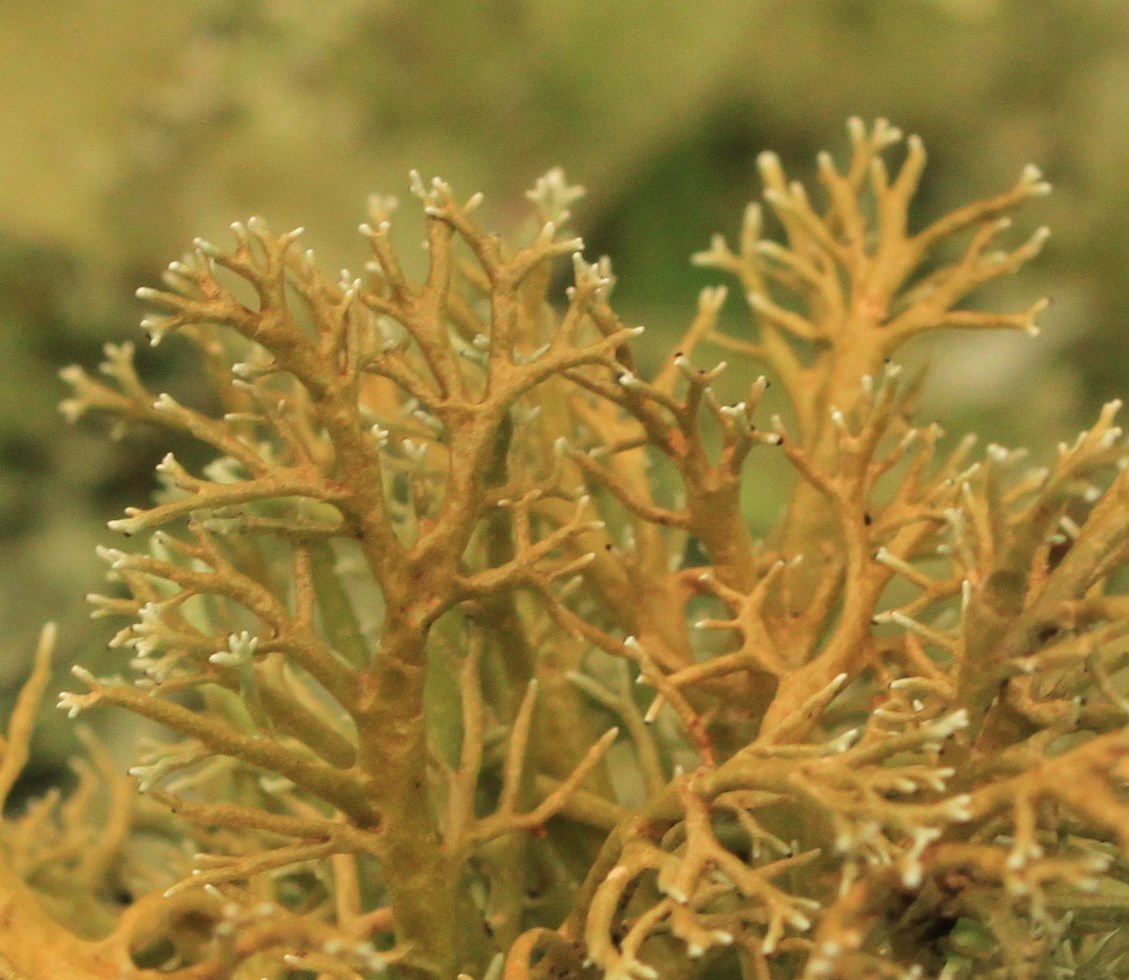 Sphaerophorus venerabilis image