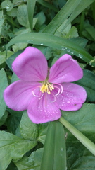 Melastomataceae