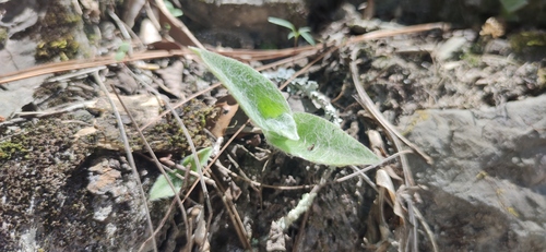 Tradescantia sillamontana