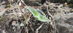 Tradescantia sillamontana