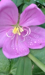 Melastomataceae