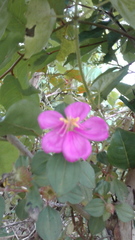 Melastomataceae