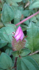 Melastomataceae