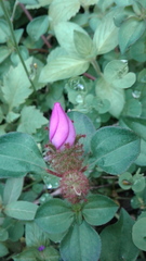 Melastomataceae