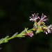 Oenothera curtiflora - Photo (c) Christen Noblitt, μερικά δικαιώματα διατηρούνται (CC BY-NC), uploaded by Christen Noblitt