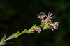 Oenothera curtiflora - Photo (c) Christen Noblitt, alguns direitos reservados (CC BY-NC), uploaded by Christen Noblitt