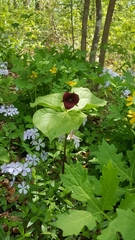 Trillium sulcatum