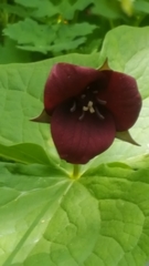 Trillium sulcatum