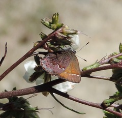 Callophrys muiri