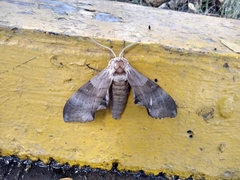 Pachysphinx occidentalis