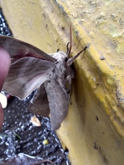 Pachysphinx occidentalis