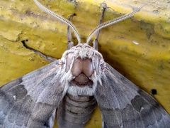 Pachysphinx occidentalis