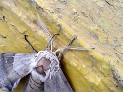 Pachysphinx occidentalis