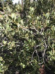 Quercus vacciniifolia