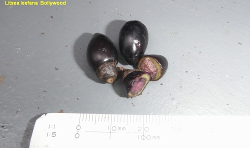 Litsea leefeana observed 2022-11-15