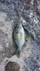 Lepomis megalotis × cyanellus