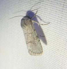 Sympistis sectiloides