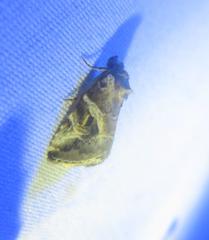 Diastema cnossia