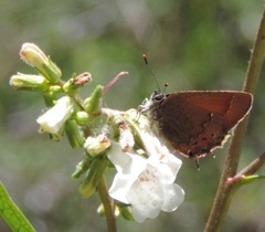Callophrys muiri