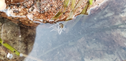 Exaiptasia diaphana