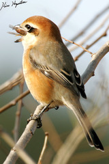 Bull-Headed Shrike photo 4
