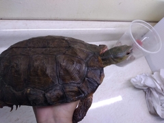 Rhinoclemmys pulcherrima