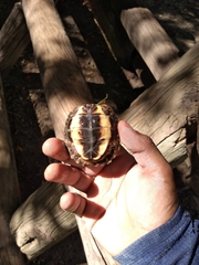 Rhinoclemmys pulcherrima