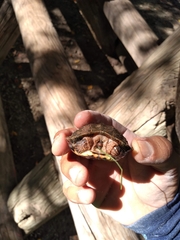 Rhinoclemmys pulcherrima