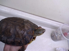 Rhinoclemmys pulcherrima