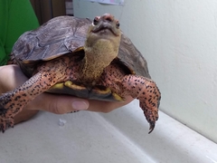 Rhinoclemmys pulcherrima