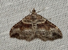 Xanthorhoe defensaria