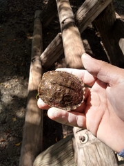 Rhinoclemmys pulcherrima