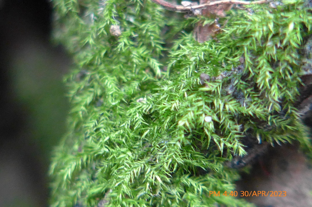 Isopterygium minutirameum