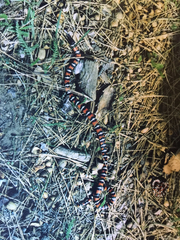 Lampropeltis multifasciata