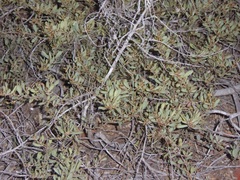 Acacia redolens