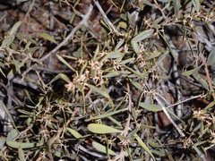 Acacia redolens
