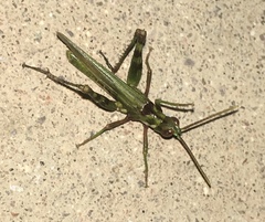 Bootettix argentatus