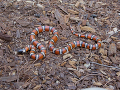 Lampropeltis zonata