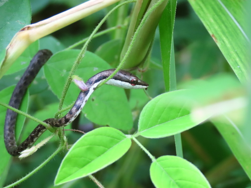 Photo of a Oxybelis transandinus (Oxybelis transandinus)