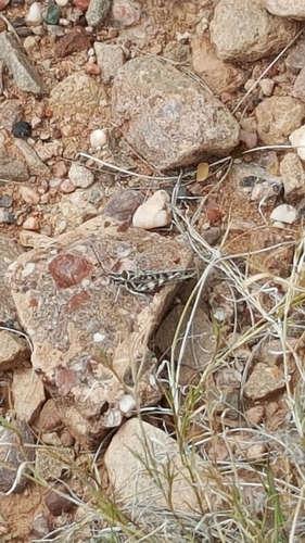 Texas Point-head Grasshopper