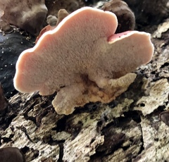 Phlebia incarnata image
