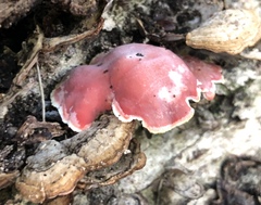 Phlebia incarnata image