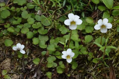 Viola filicaulis