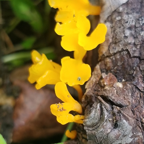 Fan-shaped Jelly Fungus
