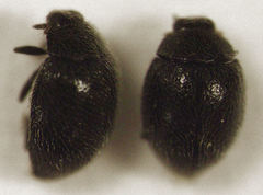 Stethorus bifidus