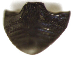 Stethorus bifidus
