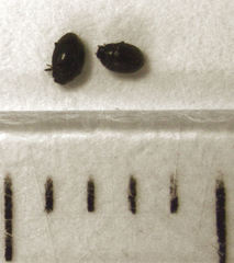 Stethorus bifidus