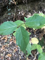 Calycanthus