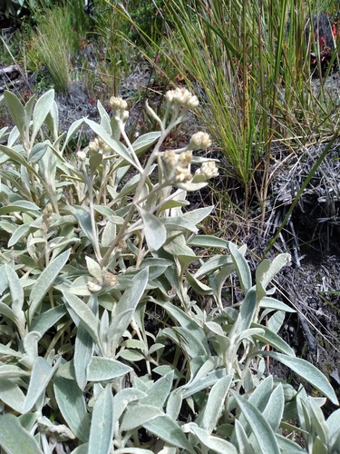 Achyrocline latifolia (Achyrocline latifolia)