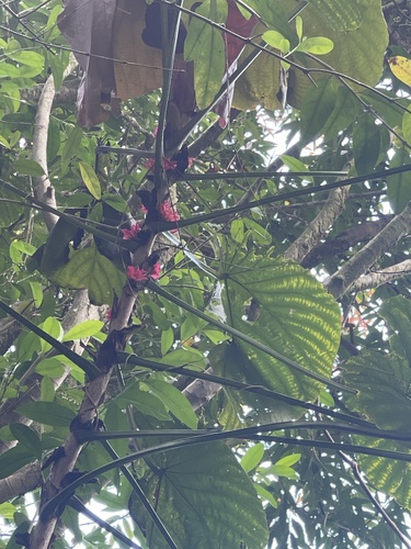 Macaranga grandifolia, 2023-04-30